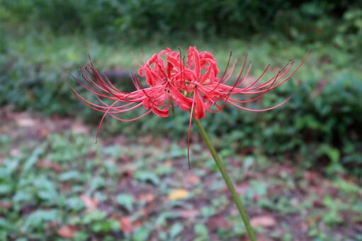 [秋]彼岸花の写真