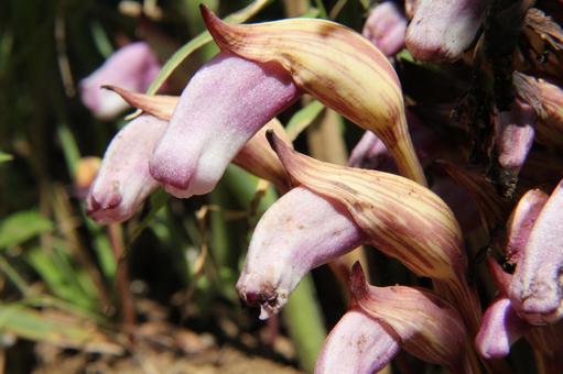 ナンバンギセル・南蛮煙管　マクロ ナンバンギセル,フラワー,ユニークの写真素材