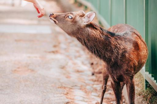 片目が見えないので優しくして 鹿,野生,動物の写真素材