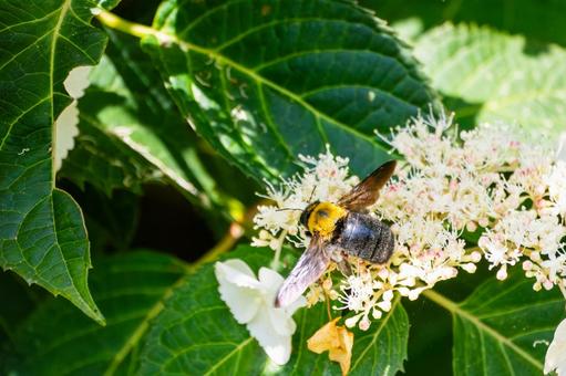Photo, early summer, bear, honeybee family, 