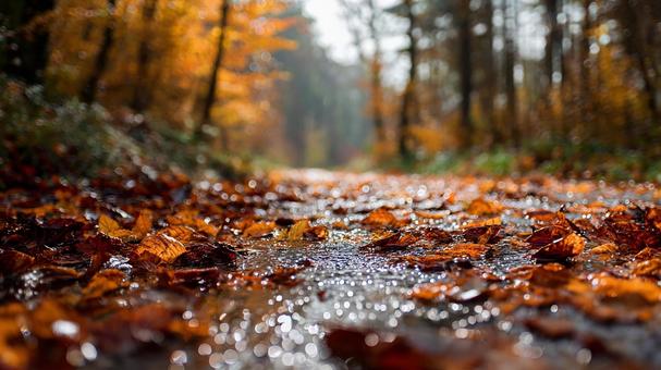 雨上がりの紅葉の道 雨上がりの紅葉の道の写真