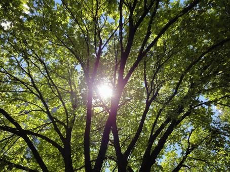 新緑 木漏れ日 新緑 木漏れ日 新緑,葉,太陽の写真素材