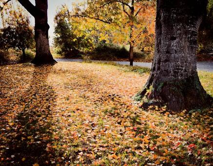 落ち葉と秋の木漏れ日の風景4 落ち葉と秋の木漏れ日の風景4 秋,紅葉,落ち葉の写真素材