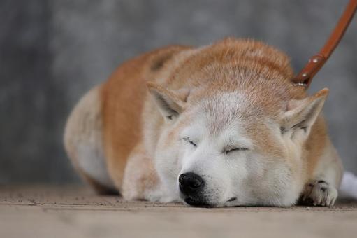 柴犬の寝顔 柴犬の寝顔 犬,柴犬,寝顔の写真素材
