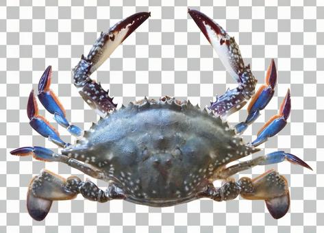 【切り抜きPSD】タイワンガザミ アオガニ,カニ,海鮮の写真素材