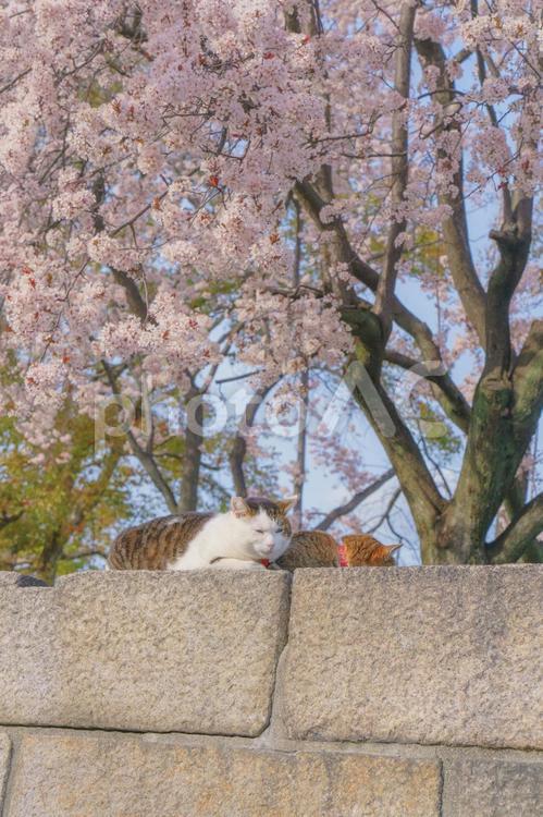 桜の下でお昼寝中　猫 猫,ねこ,ネコの写真素材