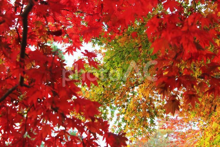 日本の紅葉　須賀川牡丹園 紅葉,日本,須賀川牡丹園の写真素材