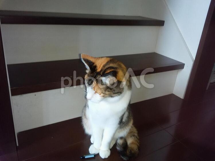 猫と階段 猫,三毛,階段の写真素材