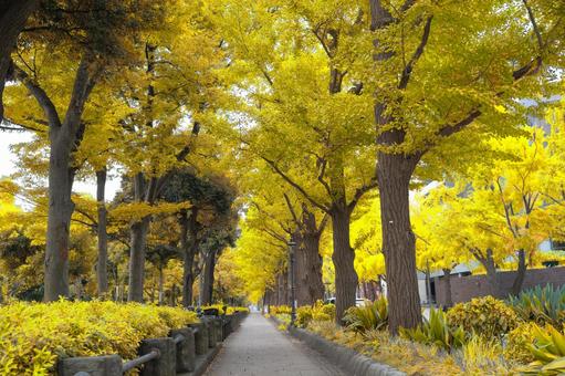奥行きのあるイチョウ並木~横浜~ 奥行きのあるイチョウ並木~横浜~ 銀杏,並木道,落ち葉の写真素材
