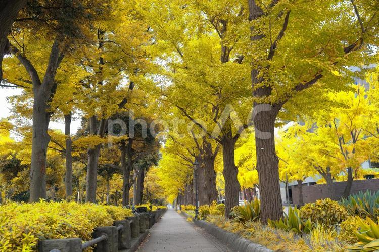 奥行きのあるイチョウ並木～横浜～ 銀杏,並木道,落ち葉の写真素材