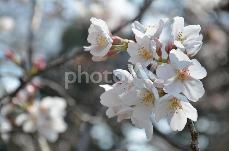風にゆれる桜 桜,お花見,さくらの写真素材