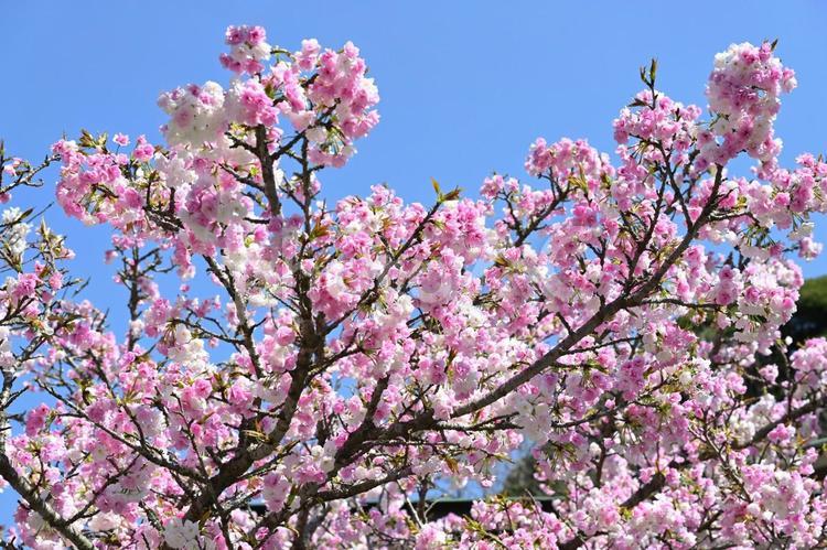 二色咲きの八重桜 八重桜,桜,サクラの写真素材