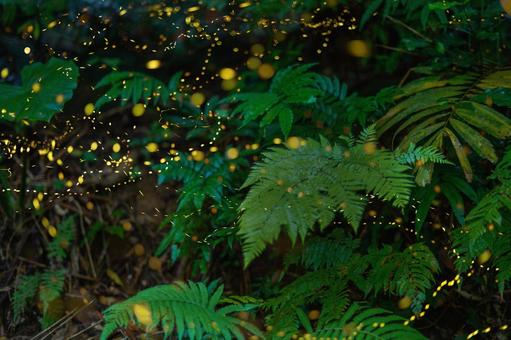 ヤエヤマボタル ヤエヤマボタル ヤエヤマボタル,昆虫,美しいの写真素材