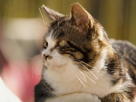 Photo, cat, stray cat, face, 