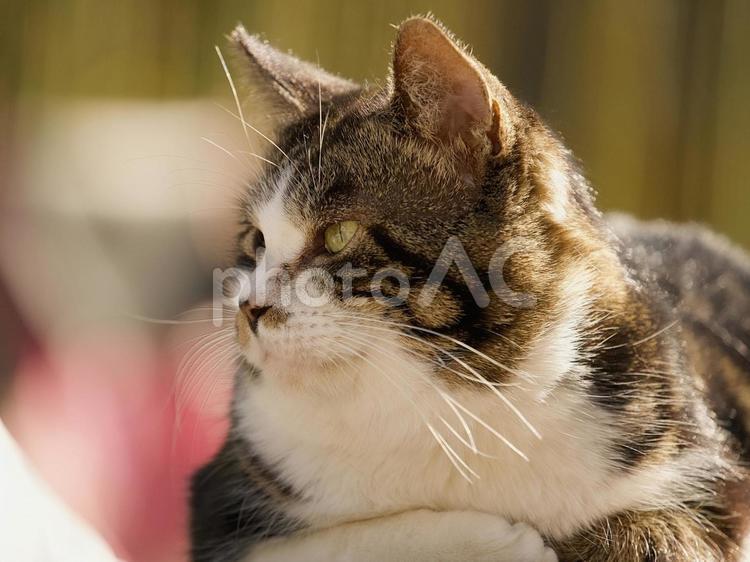 猫の表情 猫,野良猫,キジトラの写真素材