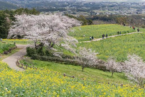 長崎県の白木峰高原に咲く菜の花と桜 長崎県の白木峰高原に咲く菜の花と桜 長崎県,長崎,桜の写真素材