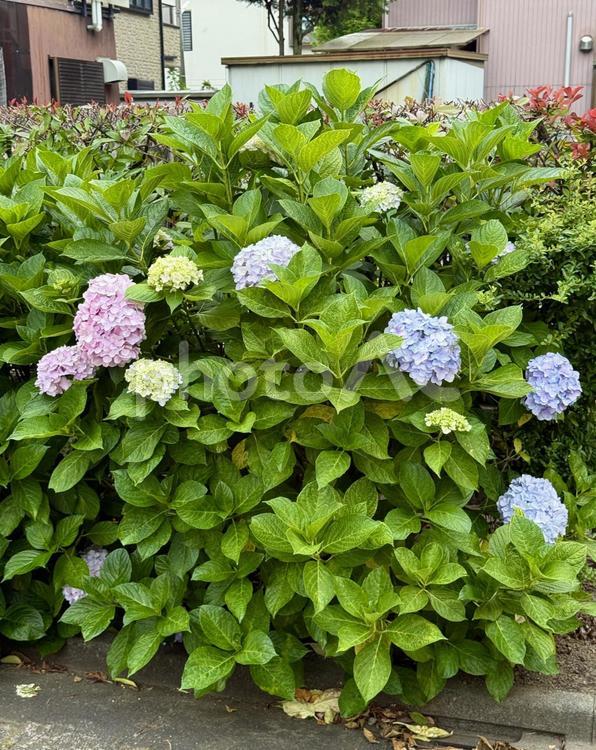 鮮やかなアジサイ 低木,グラデーション,青の写真素材