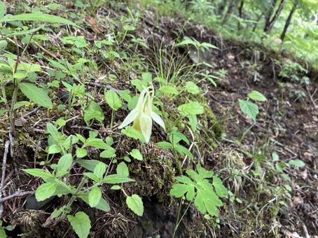 Columbine on the Yoshida trail to Mt. Fuji, JPG
