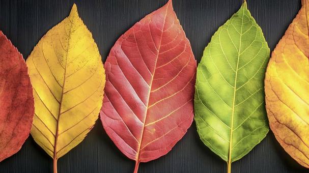 秋色に紅葉した5色の落ち葉 秋色に紅葉した5色の落ち葉の写真