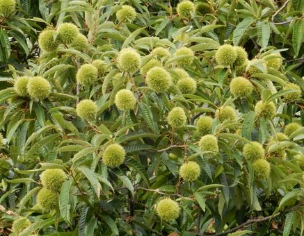 【植物写真】イガグリ(毬栗) 【植物写真】イガグリ(毬栗) イガグリ,毬栗,自然の写真素材