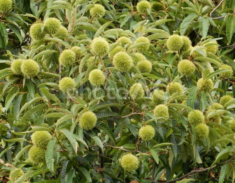 【植物写真】イガグリ（毬栗） イガグリ,毬栗,自然の写真素材