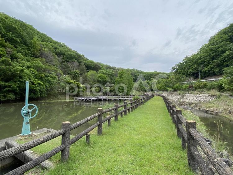 初夏の森林公園_04 山,池,川の写真素材