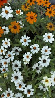白とオレンジの花が咲く色鮮やかな花壇 花,花壇,植物の写真素材