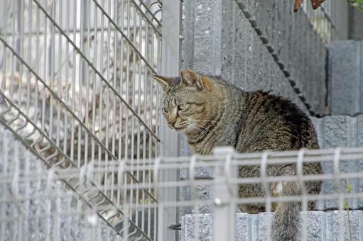 フェンスの向こうの猫　4の写真