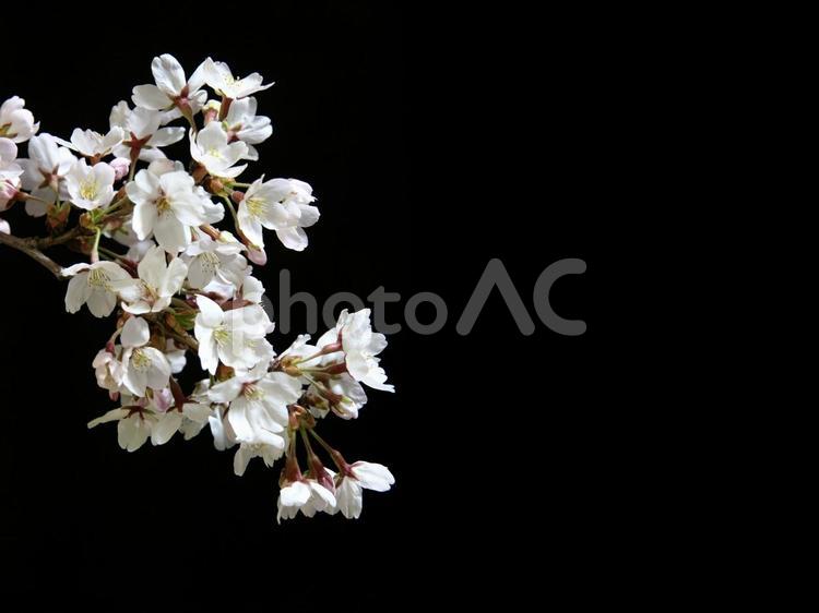 闇夜の桜 桜,桜の花,花の写真素材