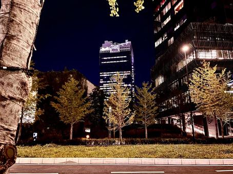 夜の都市の緑 都市,都会,夜の都市の緑の写真素材