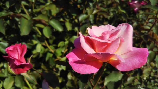 薔薇 薔薇の写真