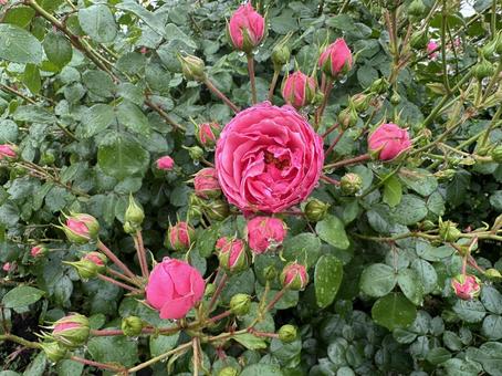 Photo, rose, roses, bo chi, 