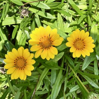 花★ガザニア 黄色 花★ガザニア 黄色の写真