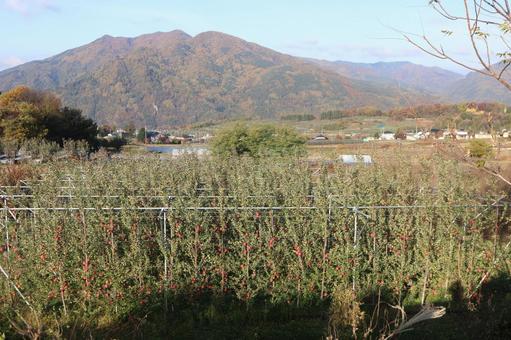 信州長野のりんごの畑と紅葉 リンゴ,りんご,林檎の写真素材