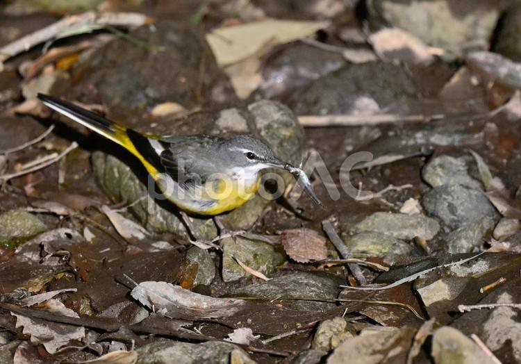 魚を捉えたキセキレイ1 キセキレイ,魚,野鳥の写真素材