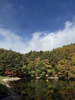 晩秋の大沢の堤の紅葉 大沢の堤,信州,松本市の写真素材