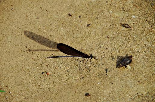 ハグロトンボとカワニナ ハグロトンボ,羽黒蜻蛉,ホソホソトンボの写真素材