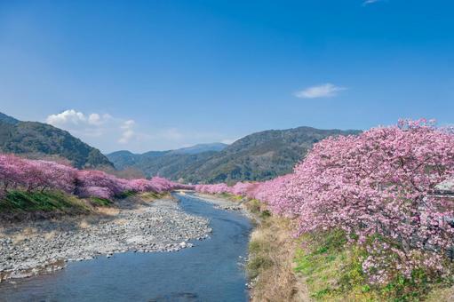青空と河津桜並木 河津桜,伊豆稲取,桜の写真素材