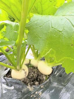 畑で育つかぶ かぶ,家庭菜園,自然の写真素材