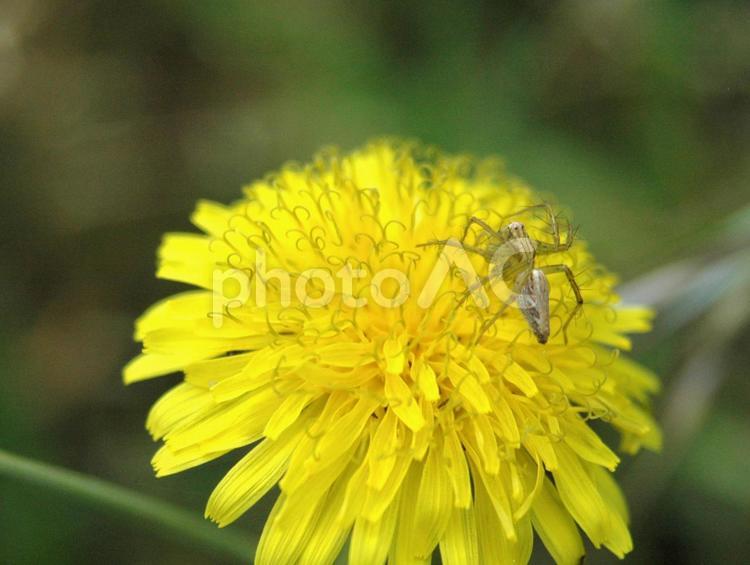 黄色い花の上で飛んでくる虫を待つクモ クモ,花,虫の写真素材