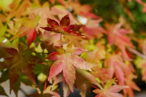 紅葉 紅葉の写真