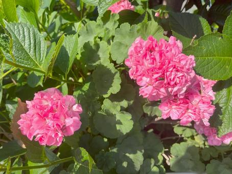 道端のピンク色あじさい 道端のピンク色あじさいの写真