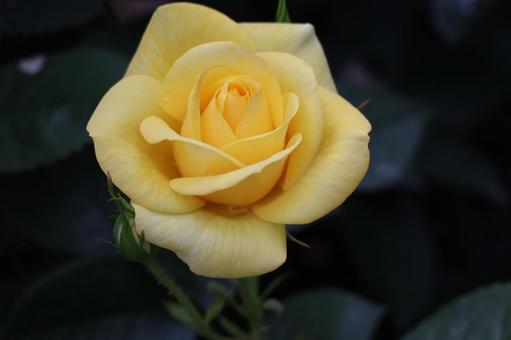 黄色の花びらの薔薇の花のアップの写真