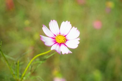 緑背景のコスモス 緑背景のコスモス コスモス,謙虚,乙女の真心の写真素材