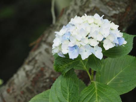 紫陽花 紫陽花の写真