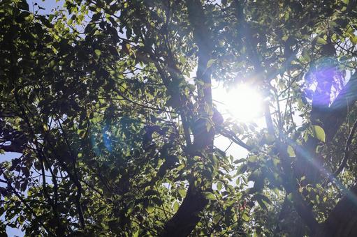 木漏れ日 木漏れ日 木漏れ日,木,自然の写真素材