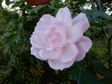 【薔薇の写真】バラの花 バラ,薔薇,植物の写真素材