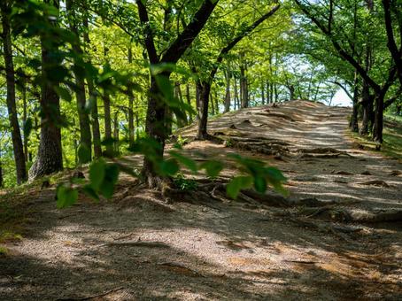 古墳に続く新緑の坂道 古墳に続く新緑の坂道の写真