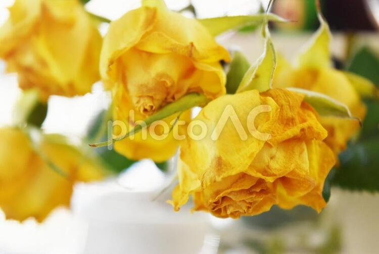 枯れた黄色い薔薇の花２ 枯れた,かれた,黄色の写真素材