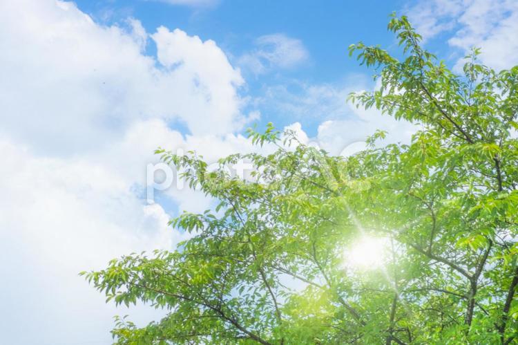 緑の木と青空と光と夏の雲 青空,夏,木漏れ日の写真素材
